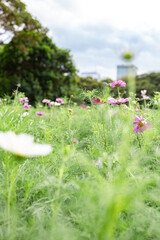 Soft pink cosmos flowers swaying in the gentle breeze, captured through lush green foreground foliage, with modern skyscrapers blurred in the background, expressing a serene harmony between nature and