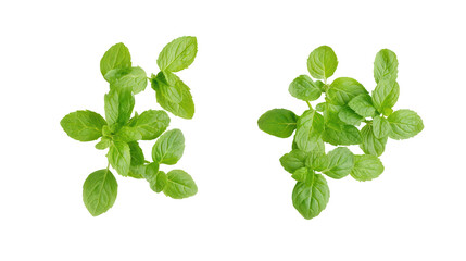 Two small green basil seedlings growing isolated on transparent background