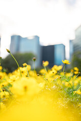 A single yellow cosmos flower rises gracefully under soft afternoon light, standing out among a vast field of golden blossoms that spread into a beautifully blurred foreground and background. Behind t