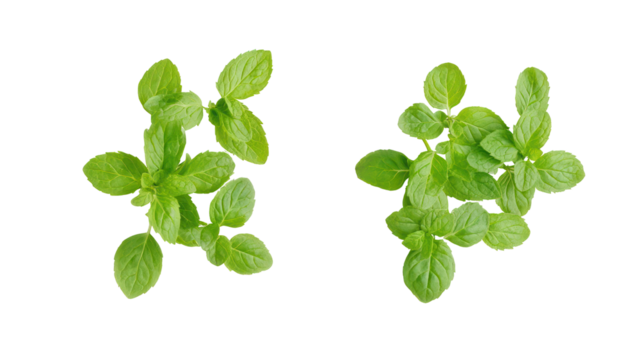 Two small green basil seedlings growing isolated on transparent background