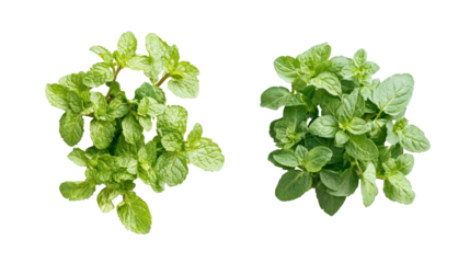 Two fresh green leafy plants isolated on transparent background
