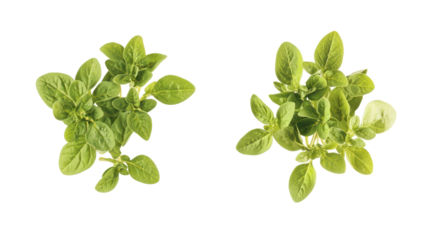 Oregano and Sage Two Sets Side by Side Falling in the Air Overhead on Transparent Background