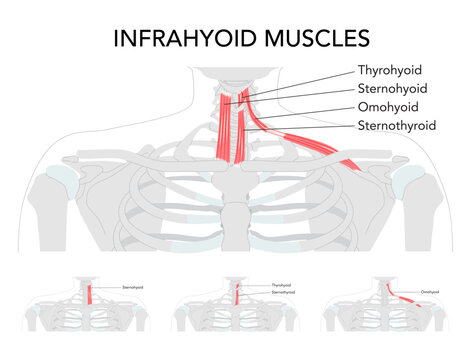 Set of Neck infrahyoid muscle chart, sternohyoid, sternothyroid, thyrohyoid, omohyoid, strap muscles, labeled anatomy, cervical plexus innervation, hyoid movement, larynx depression science reference,