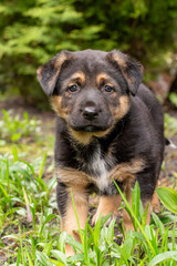 Adorable German Shepherd mix puppy with black and tan markings and a white chest patch standing in green grass outdoors in a garden setting, looking directly at the camera.