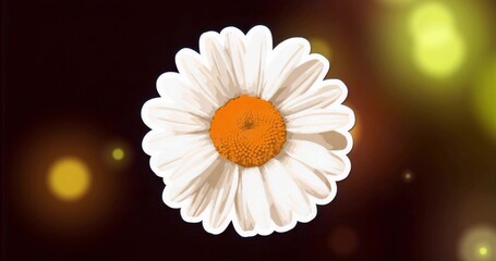 Naklejka premium Showcasing white daisy with orange-yellow center glowing in studio dark backdrop, bokeh lights