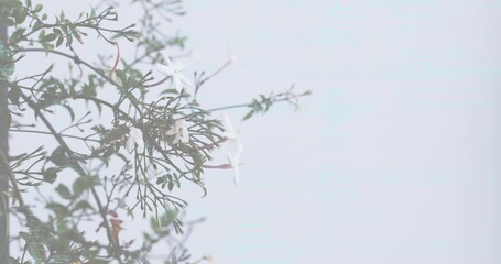 Displaying green jasmine-like vine climbing balcony wall, blooming white star flowers, copy space