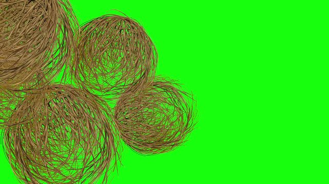 Tumbleweeds rolling Transition Green Screen chroma Key Background. Dry plants rotating Video Transition for the concepts of Western, Silence, Desert, Deserted, Empty, Lonely, Dead, Unpopular.