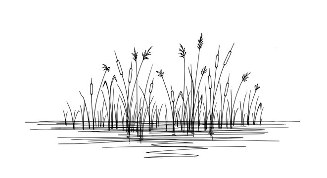 Minimalist Drawing of Cattails in Water on a White Background