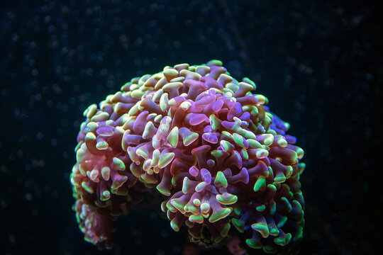 Hammer coral - Fimbriaphyllia paraancora is a long stony polyps coral