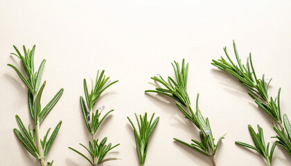 ローズマリーのナチュラルアロマ背景