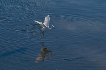 The snowy egret (Egretta thula) is a small white heron. 