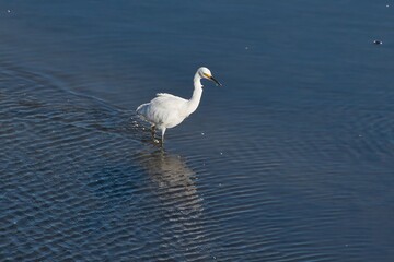 The snowy egret (Egretta thula) is a small white heron. 