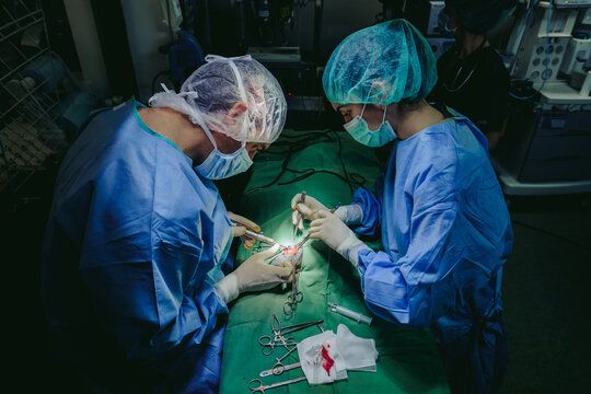 Veterinarians performing surgery on animal in operating room