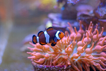 True Percula Clownfish or Orange Clownfish (Amphiprion percula) is one of the most popular reef...