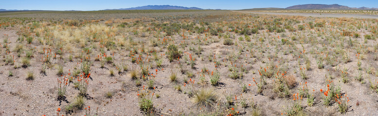 Desert in bloom - Apricot Globe-Mallow