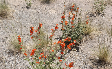 Desert in bloom - Apricot Globe-Mallow

