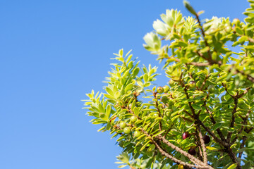 Leptecophylla tameiameiae, known as pūkiawe or maiele in the Hawaiian language, is a species of flowering plant.  Moanalua Valley & Moanalua Ridge Trail to the Haiku Stairs (Stairway To Heaven)