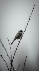 Small wild bird perched delicately on a leafless branch against a bright, muted background
