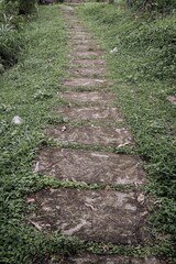 Overgrown concrete path leading through a lush green garden, nature scene