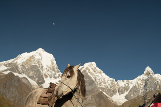 A horse in the Peruvian Andes
