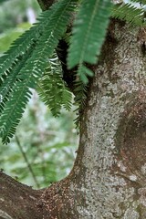 Close up of a tree trunk with green leaves in a forest setting