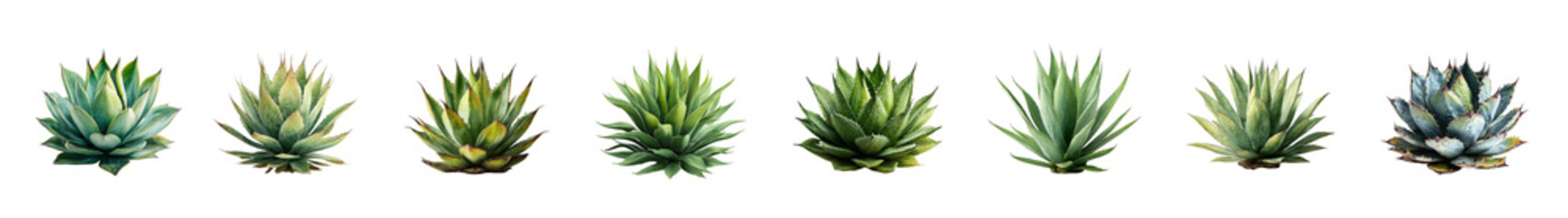 Fototapeta premium Collection of diverse air plants with unique textures and colors.