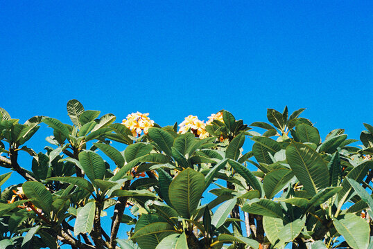 Frangipani Sky