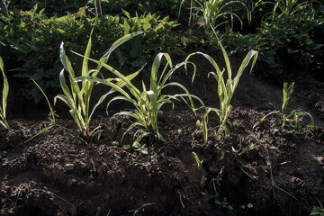 Young corn plants with water drops on leaves in the garden in sunlight