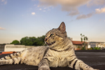 Obraz premium Cat lying on the roof with blue sky background
