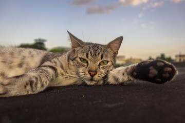 Naklejka premium Cat lying on the roof with blue sky background