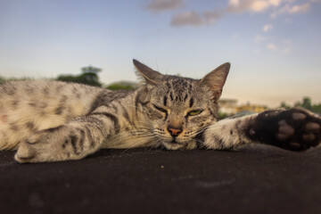 Cat lying on the roof with blue sky background