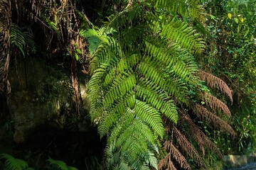 Lush green fern fronds create a vibrant and textured natural background