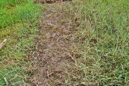 Muddy path through a grassy field shows signs of recent activity