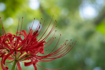 緑の公園で映える真っ赤な彼岸花