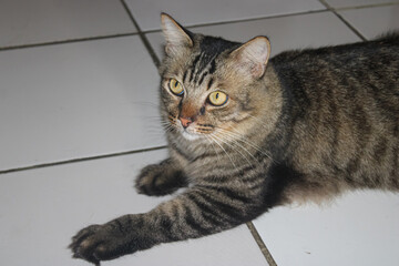 Curious Tabby Cat Looking Sideways on Floor