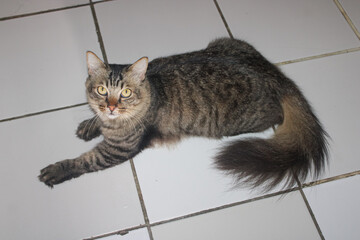 Fluffy Striped Tabby Cat Lying on White Floor