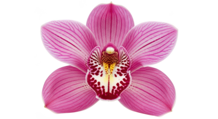Vibrant Pink Orchid Bloom Isolated On Black