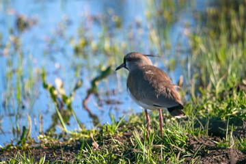 Southern lapwing watching the flooded fields , in Argentina