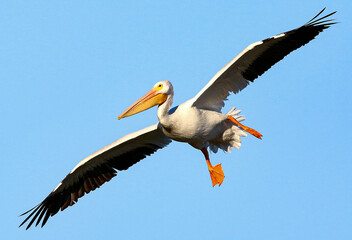 Obraz premium American White Pelican in Flight 