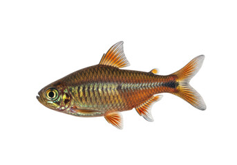 Fototapeta premium Detailed close-up of a captivating freshwater fish against a void isolated on transparent background