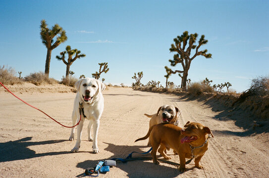dogs outside 