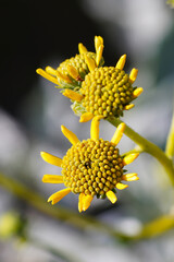 Yellow wildflower close up with blurry background