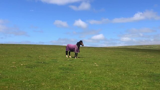 Static shot of a horse on common land resembling the Bliss Wallpaper of Windows XP