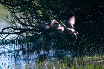 Silver teal ducks flying on the water