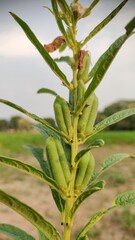 Sesame plant, sesame pods, close up view