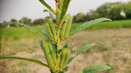 Sesame plant, sesame pods, close up view