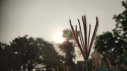 Chloris flowers with sunlight view, commonly known as windmill grass or finger grass