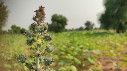 Young field of castor crop (Ricinus Communis), flowering castor plant