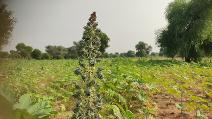 Young field of castor crop (Ricinus Communis)