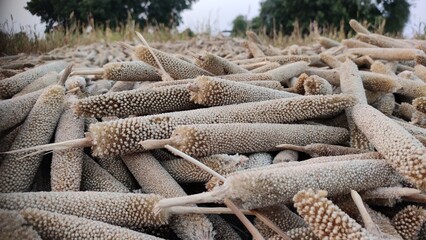 Harvested millet pearl, close up view, millet seeds pods